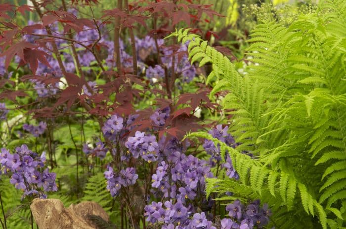 Hokkaido Jacob's ladder 'Purple Rain'