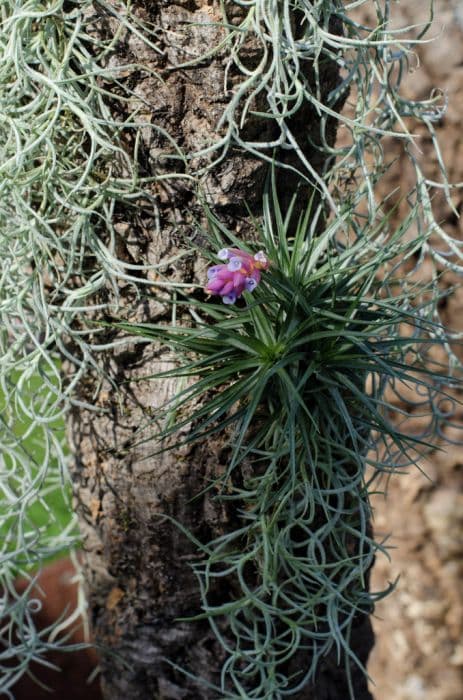 rush-like air plant