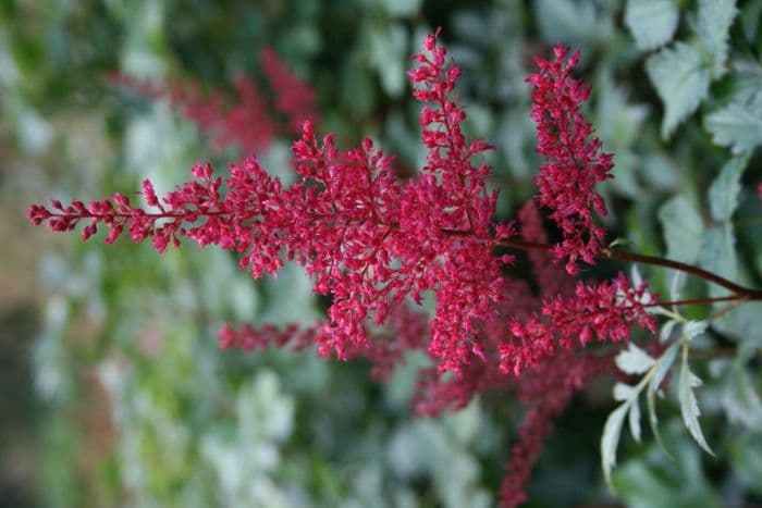 astilbe 'Red Sentinel'