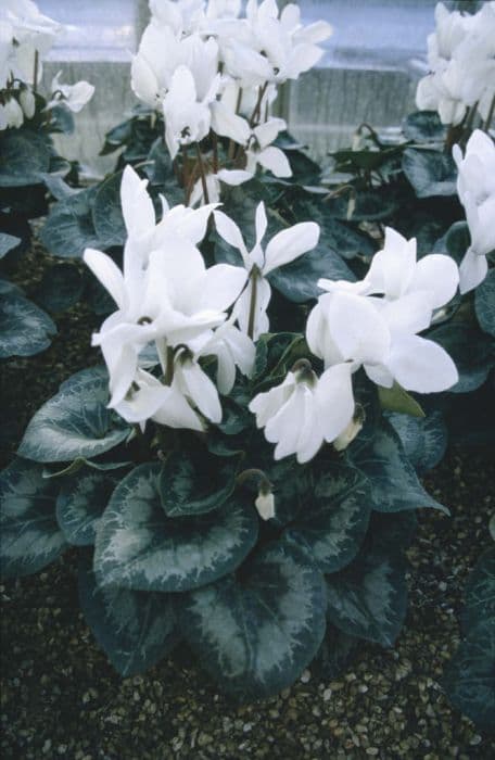 cyclamen 'Halios White'