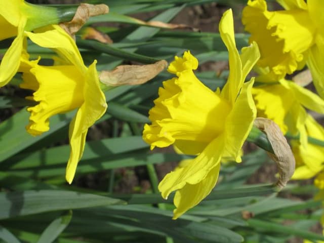 Daffodil 'Carlton'