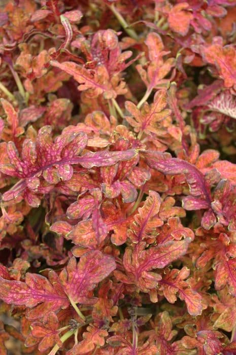 coleus 'Wisley Flame'