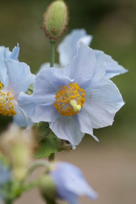 Bailey's Himalayan blue poppy