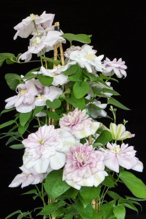 clematis 'Innocent Blush'