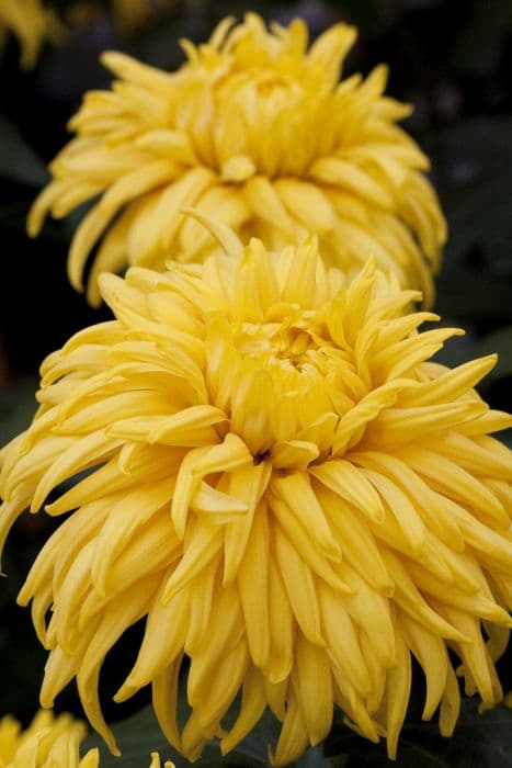 chrysanthemum 'Golden Mayford Perfection'