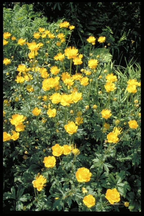 Chinese globeflower