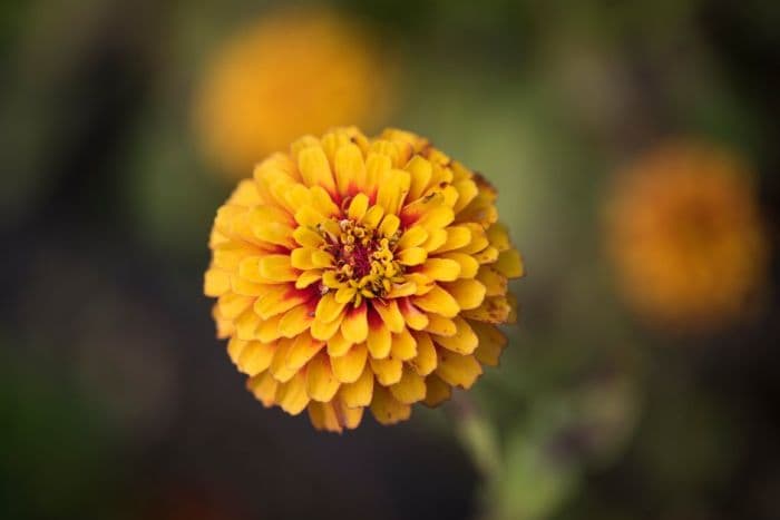 zinnia 'Macarenia'