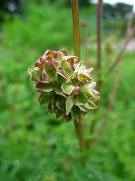 salad burnet