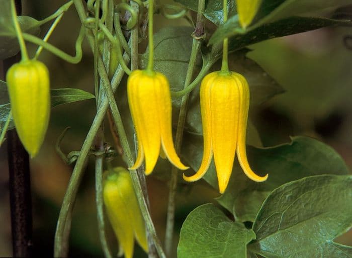 clematis 'Bells of Emei Shan'