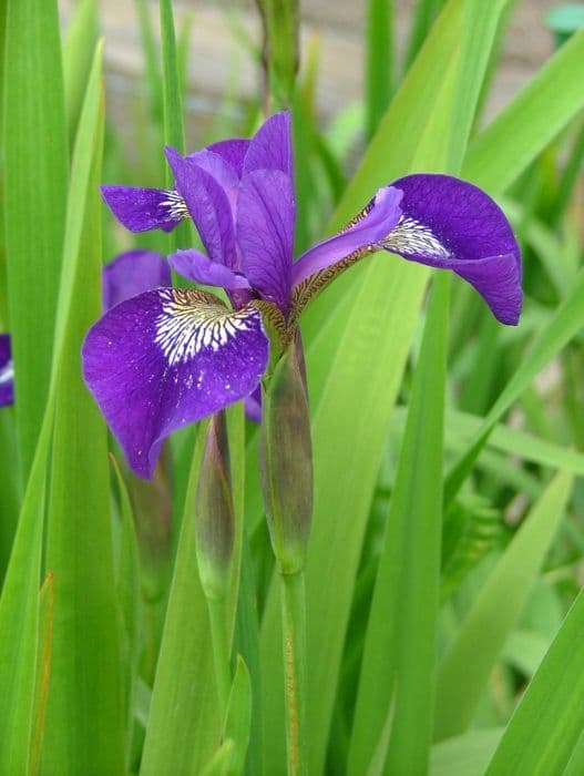 iris 'Tango Music'