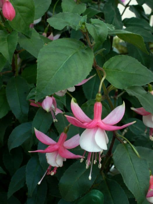 fuchsia 'Alan Titchmarsh'