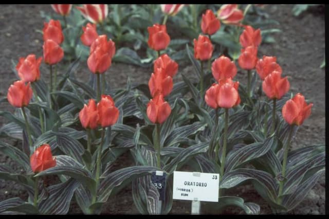 Tulip 'Oratorio'