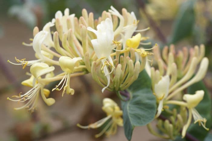 honeysuckle 'Michael Rosse'