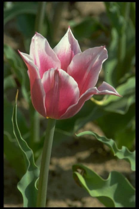 tulip 'Ballade'