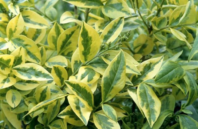 Golden privet