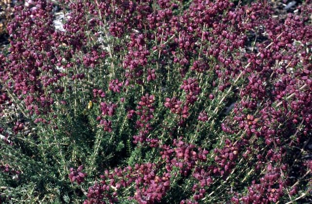 Bell heather 'Velvet Night'