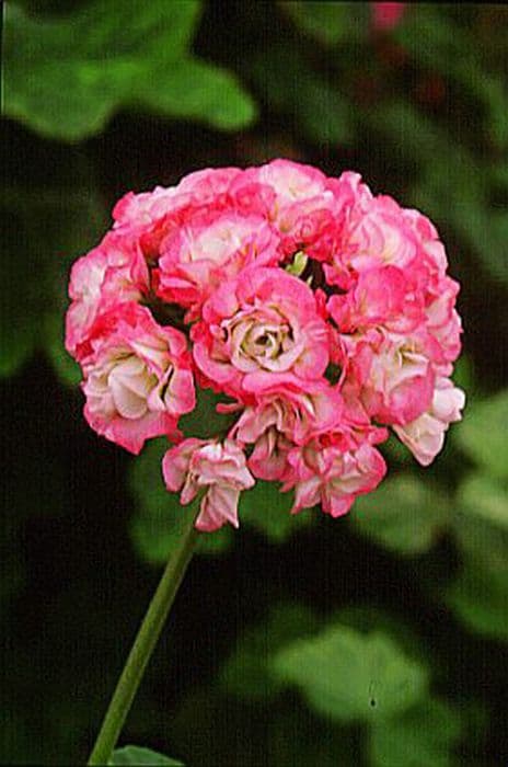 pelargonium 'Apple Blossom Rosebud'