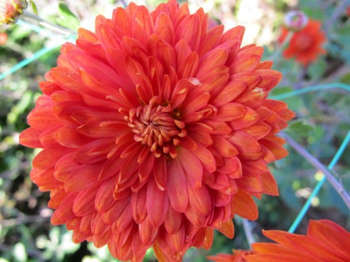 chrysanthemum 'Paul Boissier'