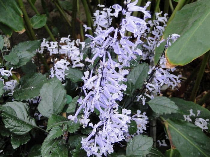 plectranthus [Mona Lavender]