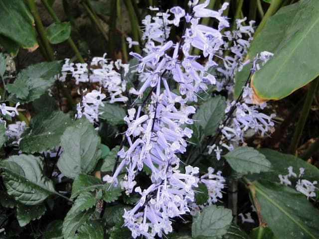 Plectranthus [Mona Lavender]