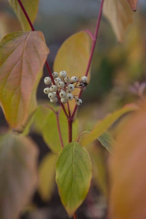 red osier dogwood 'Cardinal'