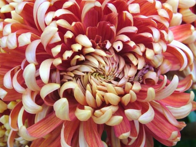 Chrysanthemum 'Boulou Bronze'