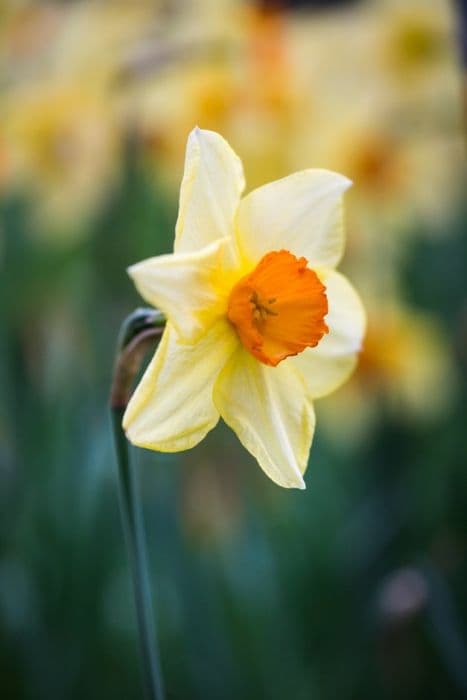 daffodil 'Jackpot'