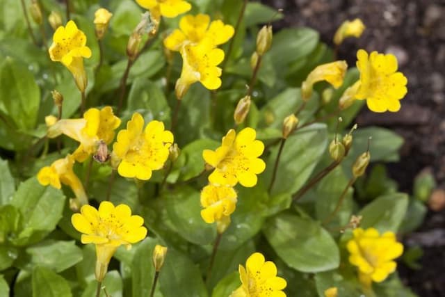 Primrose monkey flower