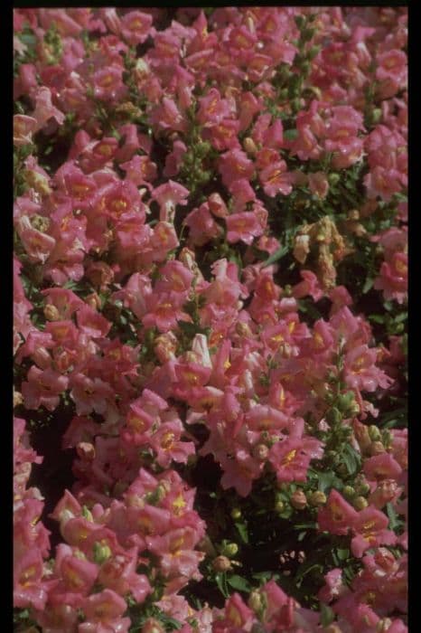 snapdragon 'Bells Pink'