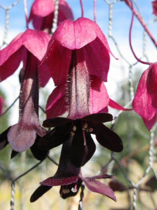 purple bell vine