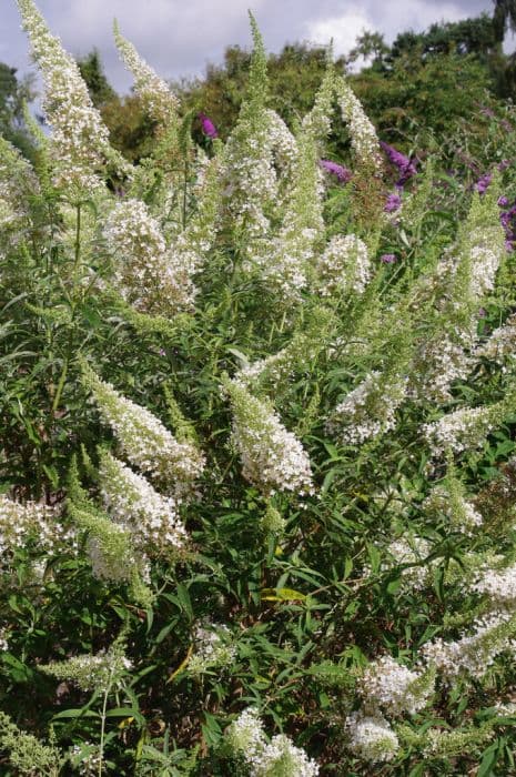 butterfly bush [Nanho White]