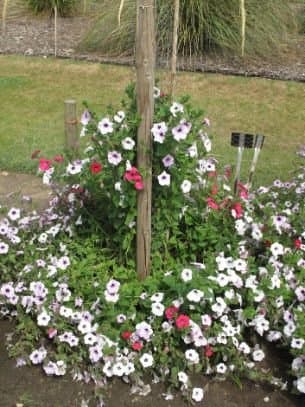 Garden Petunia