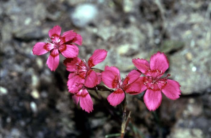 maiden pink