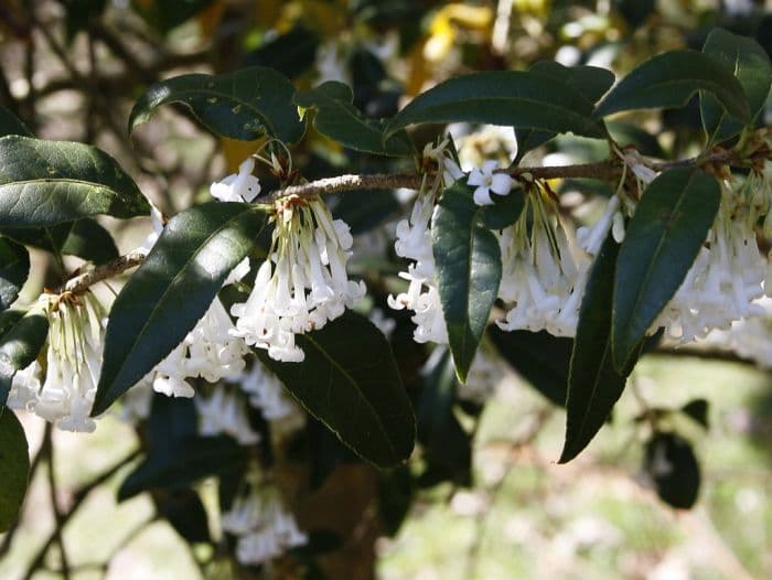 sweet osmanthus