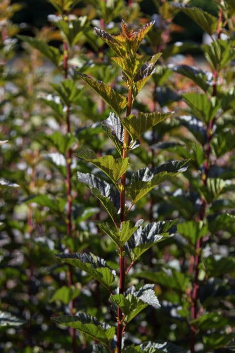 ninebark 'Red Baron'