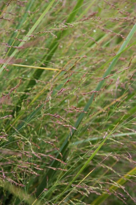 switch grass 'Northwind'