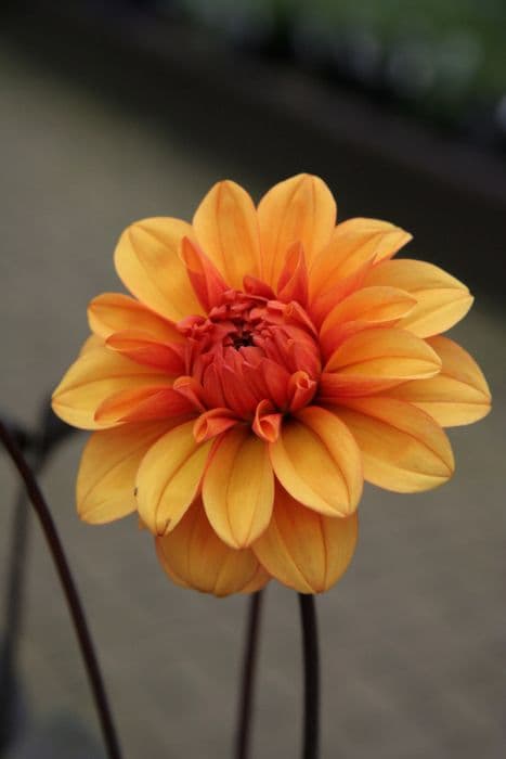 dahlia 'David Howard'