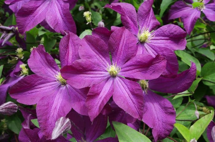 clematis [Vesuvius]