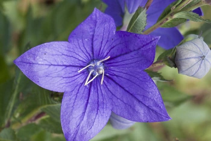 balloon flower 'Astra Blue'