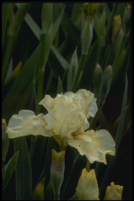 iris 'Vinho Verde'