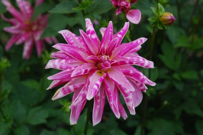 dahlia 'Pink Giraffe'