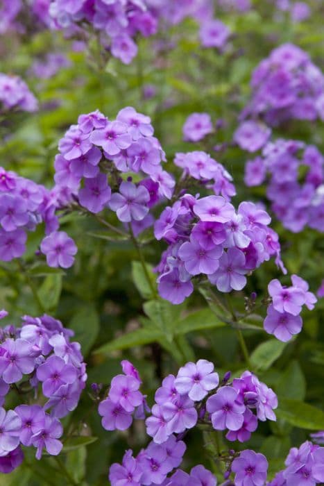 perennial phlox 'Lilac Time'