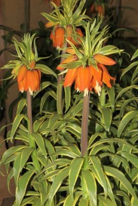 crown imperial 'Argenteovariegata'