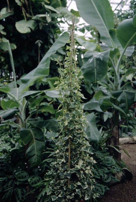 variegated Natal ivy