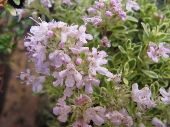 thyme 'Hartington Silver'