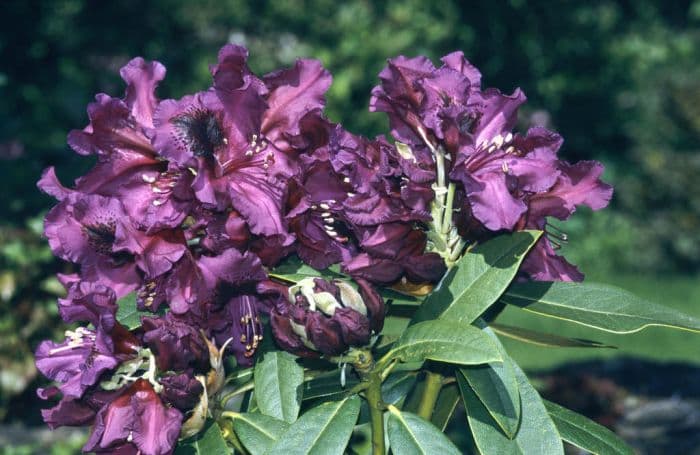 rhododendron 'Purple Splendour'