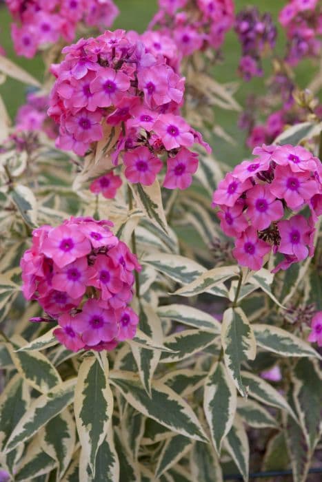 perennial phlox 'Becky Towe'