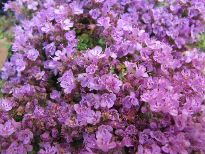 thyme 'Minor'