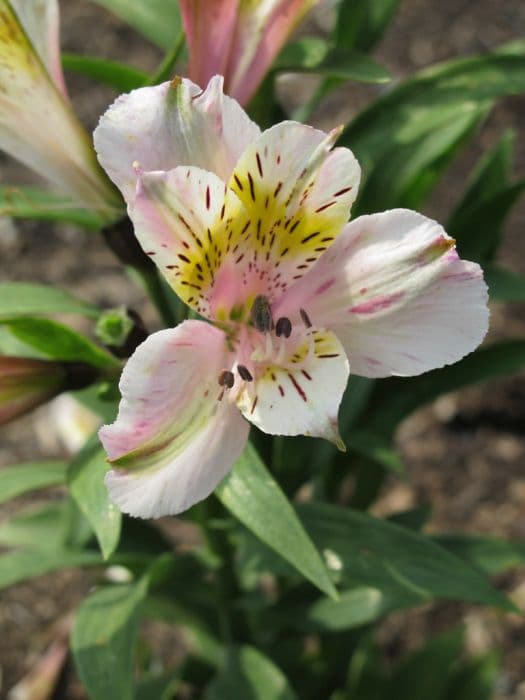 Peruvian lily [Inca Milk]