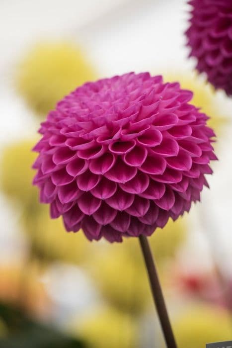 dahlia 'Loretta'